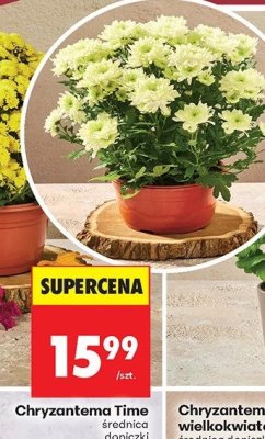 Chryzantema Time średnica doniczki 19 cm promocja w Biedronka