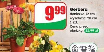 Gerbera promocja w Dino
