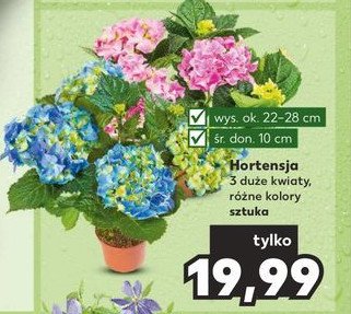 Hortensja kwitn膮ca 10 cm promocja