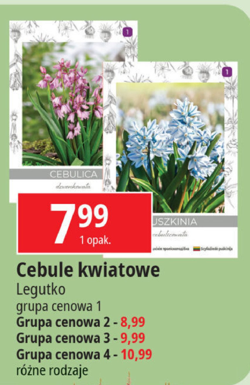 Cebule kwiatowe gr.3 W. legutko promocja