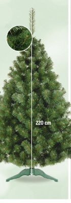 Sosna rubinowa 180 cm promocja w Intermarche