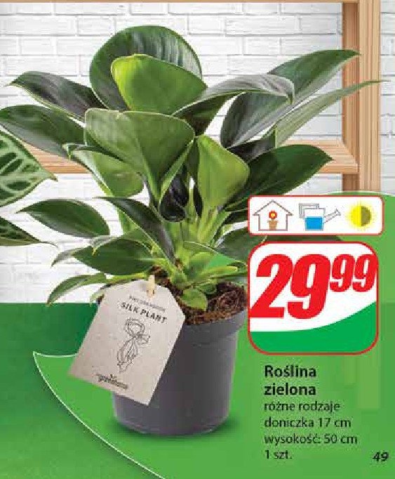 Roślina zielona 17 cm promocja w Dino