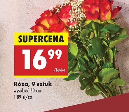 Róże 50 cm promocja