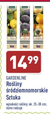 Roślina śródziemnomorska 25-38 cm GARDEN LINE promocja