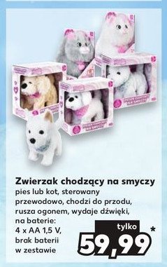 Zwierzak chodz膮cy na smyczy promocja