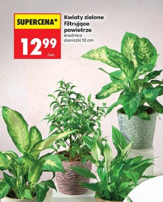 Kwiaty zielone filtrujące powietrze średnica 12 cm promocja w Biedronka