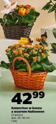 Kalanchoe w koszu z wzorem Halloween  promocja w Netto