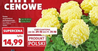 Polska chryzantema wielokwiatowa promocja w Kaufland