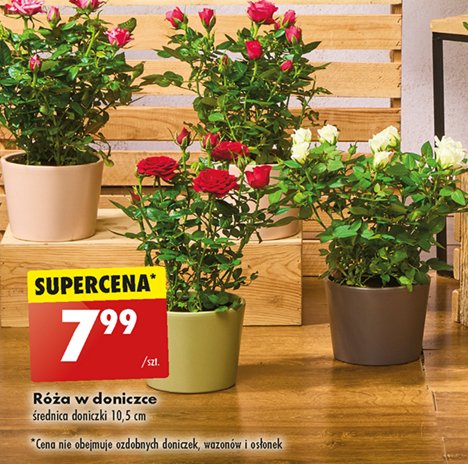 Róża w doniczce 10.5 cm promocja