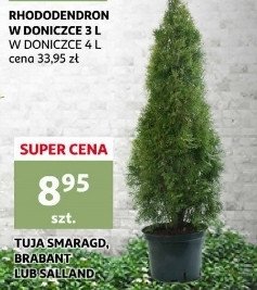 Tuja brabant promocja