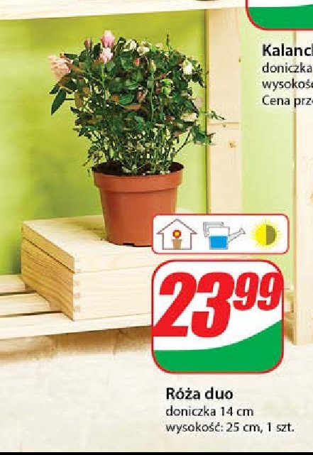 Róża duo don. 14 cm promocja