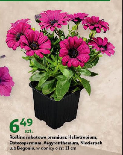 Argyranthemum 11 cm promocje