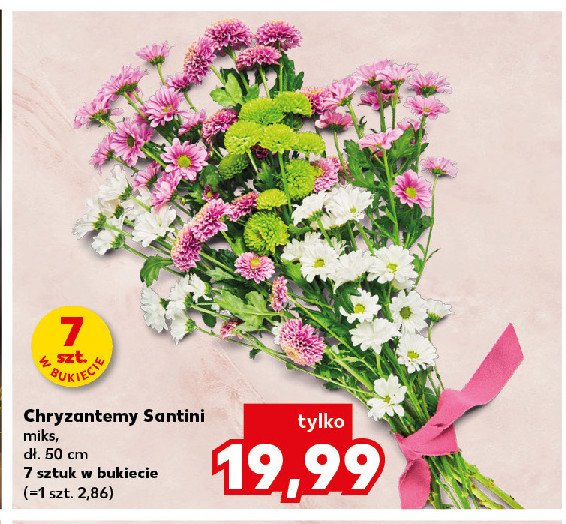 Chryzantemy santini 50 cm promocja