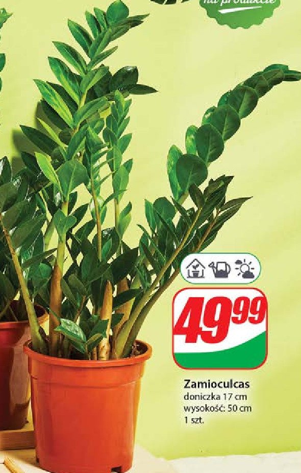 Zamioculcas promocja