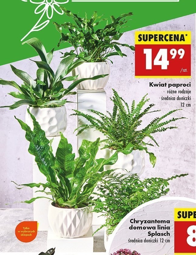 Paprotka promocja