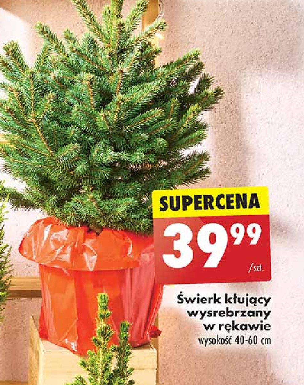 Świerk kłujący promocja w Biedronka