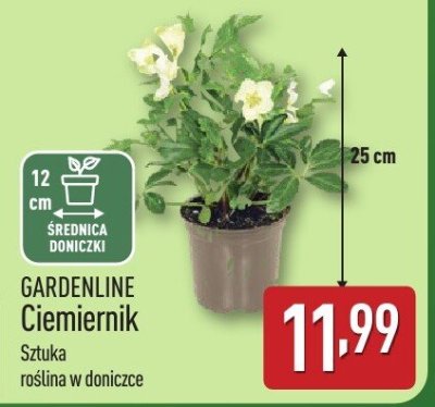 Ciemiernik promocja w Aldi