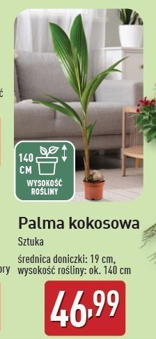Palma kokosowa don 19 cm promocja w Aldi