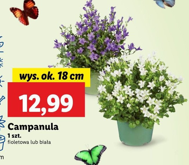 Campanula fioletowa 19 cm promocja w Lidl
