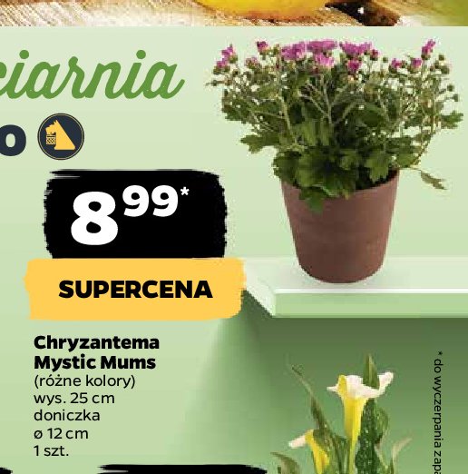 Chryzantema mystic mums promocja