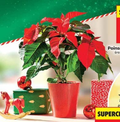 Poinsecja 5-pędowa promocja w Biedronka