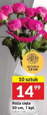 Róża cięta promocja w Twój Market