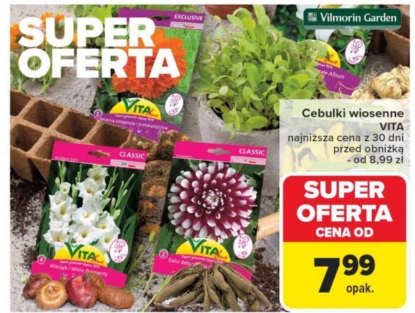 Cebulki mieczyka Vita line promocja w Carrefour