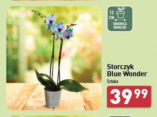 Storczyk blue wonder don. 12 cm promocja