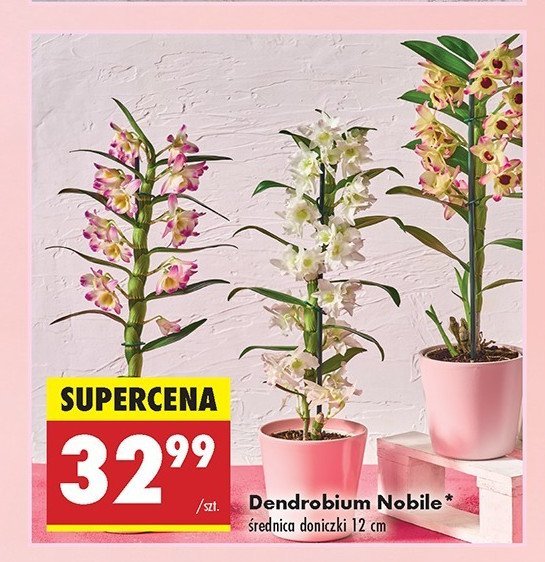 Dendrobium nobile promocja w Biedronka