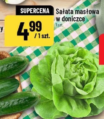 Sałata masłowa w doniczce 1 szt. promocja w POLOmarket