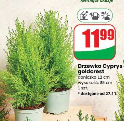 Drzewko Cyprys goldcrest promocja w Dino