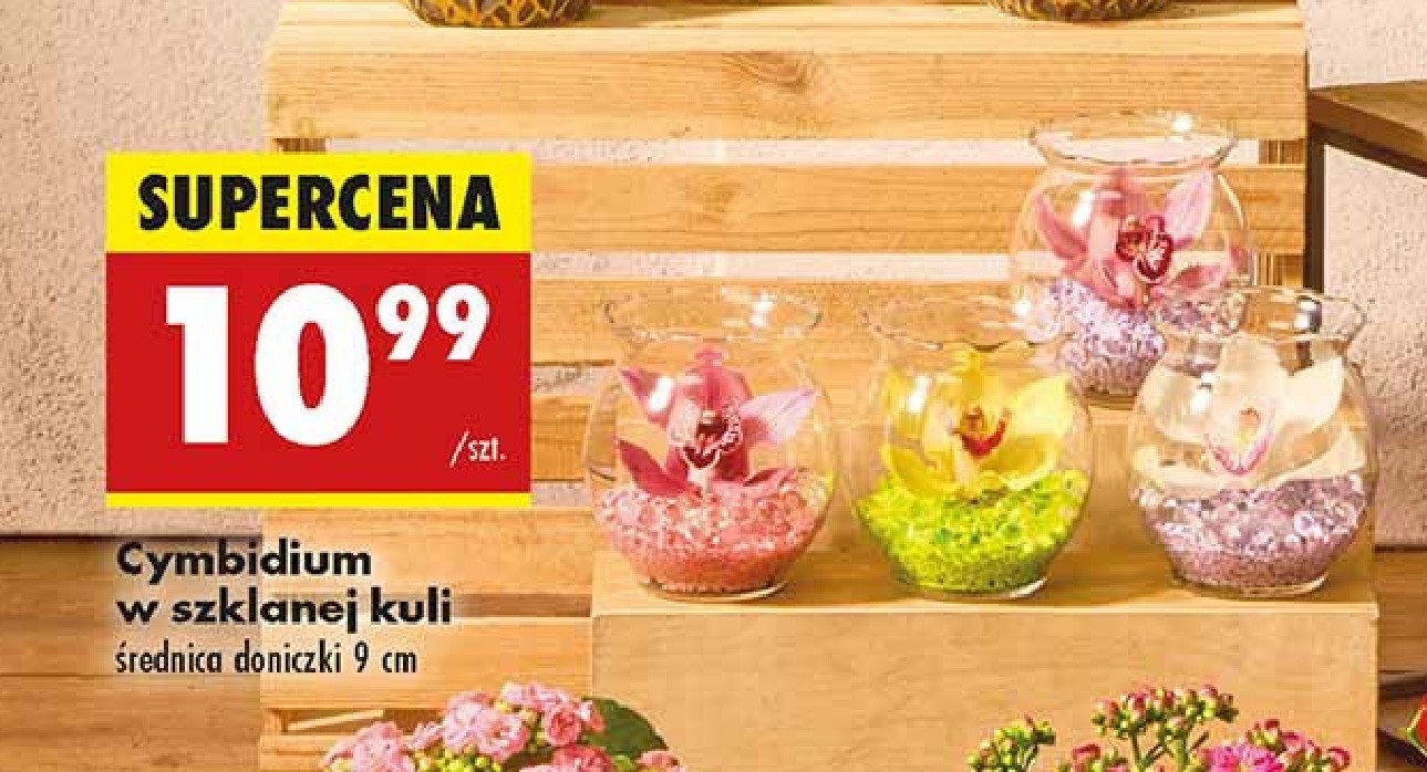 Cymbidium w szklanej kuli promocja