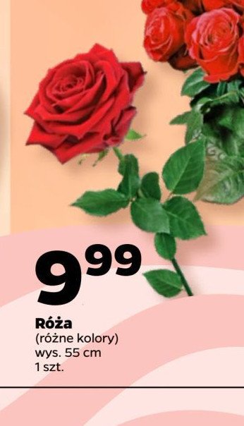 Róża rozkwitnięta 55 cm promocja