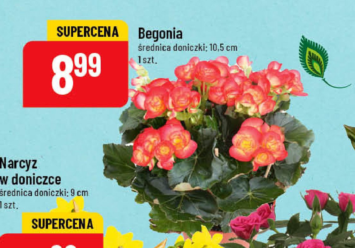 Begonia don. 10.5 cm promocja
