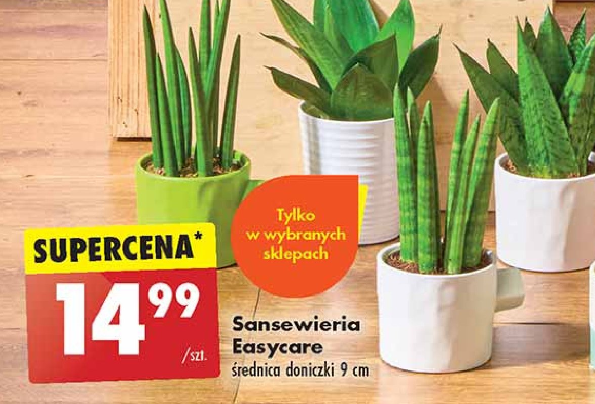 Sansewieria promocja w Biedronka