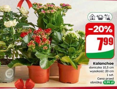 Kalanchoe doniczka 10,5 cm promocja w Dino