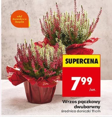 Wrzos pączkowy dwubarwny promocja w Biedronka