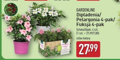 Fuksja GARDEN LINE promocja