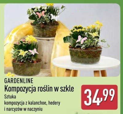 Kompozycja roślin w szkle  promocja w Aldi