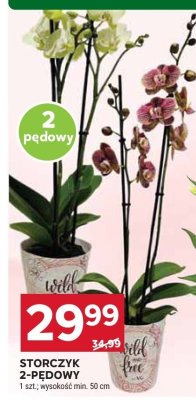Storczyk 2-pędowy promocja w Stokrotka