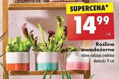 Roślina owadożerna śr. don. 9 cm promocja