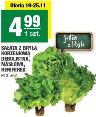 Sałata z Bryla korzeniowa dębulisna, masłowa, reniferek Polska promocja w SPAR