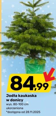 Jodła kaukaska w donicy promocja w Bricomarche