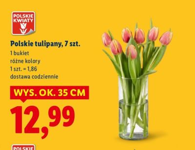 Kwiaty Polskie tulipany, 7 szt. promocja w Lidl
