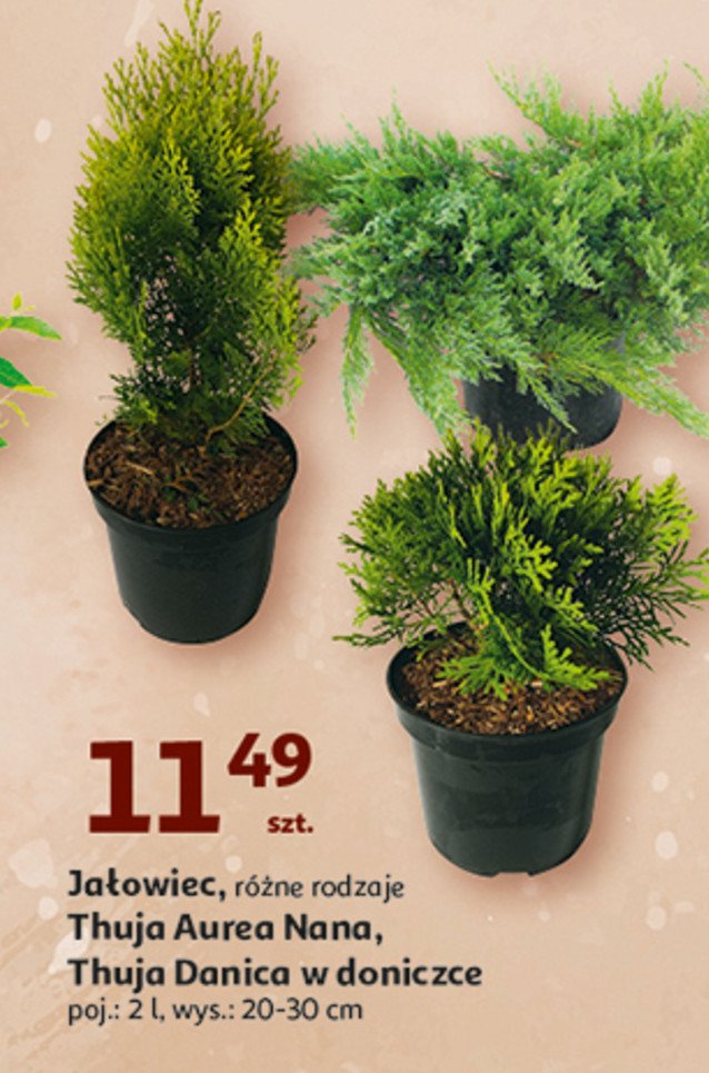 Thuja 偶贸艂ta aurea nova w don. 2 l promocja