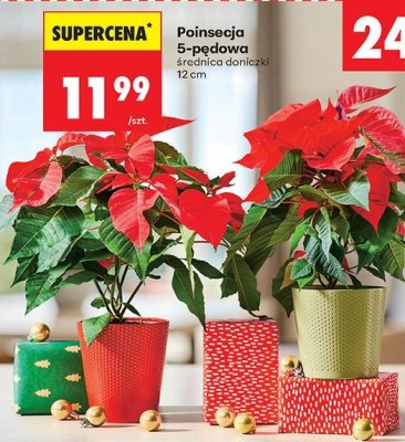 Poinsecja 5-pędowa promocja w Biedronka