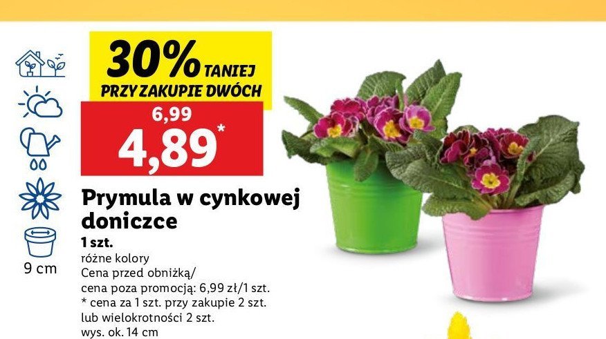 Prymula w osłonce promocja