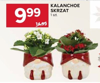 Kalanchoe skrzat promocja w Stokrotka
