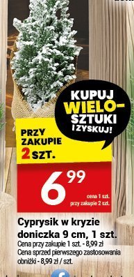 Cyprusik w kratkę doniczka 9 cm, 1 szt. promocja w Twój Market