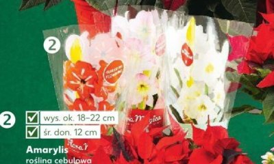Amaryllis roślina cebulowa o pięknych dużych kwiatach, różne kolory sztuka promocja w Kaufland